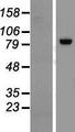 RGL3 Protein - Western validation with an anti-DDK antibody * L: Control HEK293 lysate R: Over-expression lysate