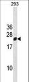 RGS13 Antibody - RGS13 Antibody western blot of 293 cell line lysates (35 ug/lane). The RGS13 antibody detected the RGS13 protein (arrow).