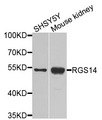 RGS14 Antibody - Western blot analysis of extracts of various cells.