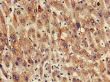 RGS19 Antibody - Immunohistochemistry of paraffin-embedded human liver tissue using RGS19 Antibody at dilution of 1:100