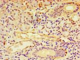 RGS20 / RGSZ1 Antibody - Immunohistochemistry of paraffin-embedded human pancreas tissue using antibody at 1:100 dilution.  This image was taken for the unconjugated form of this product. Other forms have not been tested.