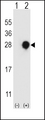 RGS4 Antibody - Western blot of RGS4 (arrow) using rabbit polyclonal RGS4 Antibody. 293 cell lysates (2 ug/lane) either nontransfected (Lane 1) or transiently transfected (Lane 2) with the RGS4 gene.