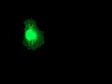 RGS5 Antibody - Anti-RGS5 mouse monoclonal antibody immunofluorescent staining of COS7 cells transiently transfected by pCMV6-ENTRY RGS5.