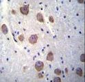 RGS7 Antibody - RGS7 Antibody immunohistochemistry of formalin-fixed and paraffin-embedded human brain tissue followed by peroxidase-conjugated secondary antibody and DAB staining.