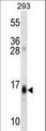 RGS8 Antibody - RGS8 Antibody western blot of 293 cell line lysates (35 ug/lane). The RGS8 antibody detected the RGS8 protein (arrow).