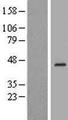 RHBDL3 Protein - Western validation with an anti-DDK antibody * L: Control HEK293 lysate R: Over-expression lysate