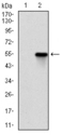 Rho Kinase / ROCK1 Antibody - Western blot using ROCK1 monoclonal antibody against HEK293 (1) and ROCK1 (AA: 403-610)-hIgGFc transfected HEK293 (2) cell lysate.