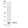 RHOB Antibody - Western blot analysis of the lysates from HepG2 cells using RHOB antibody.