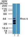 Rhox13 Antibody - Western blot of Rhox-13 in 18 days mouse embryo testis lysate in the 1) absence and 2) presence of immunizing peptide using Peptide-affinity Purified Polyclonal Antibody to Rhox-13 at 2 ug/ml. Goat anti-rabbit Ig HRP secondary antibody, and PicoTect ECL substrate solution, were used for this test.