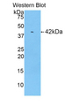 Ribonuclease A / RNASE1 Antibody - Western blot of recombinant Ribonuclease A / RNASE1.  This image was taken for the unconjugated form of this product. Other forms have not been tested.
