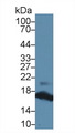 Ribonuclease A / RNASE1 Antibody - Western Blot; Sample: Mouse Pancreas lysate; Primary Ab: 2µg/ml Rabbit Anti-Human RNASE1 Antibody Second Ab: 0.2µg/mL HRP-Linked Caprine Anti-Rabbit IgG Polyclonal Antibody