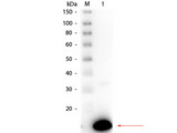 Ribonuclease A / RNASE1 Antibody - Western Blot of rabbit anti-Ribonuclease A Antibody Peroxidase Conjugated. Lane 1: Ribonuclease A (Bovine Pancreas). Load: 50 ng per lane. Primary antibody: Rabbit anti-Ribonuclease A Antibody Peroxidase Conjugated at 1:1,000 overnight at 4°C. Secondary antibody: n/a. Block: MB-070 for 30 min at RT. Predicted/Observed size: 16.5 kDa, 16.5 kDa for Ribonuclease A.