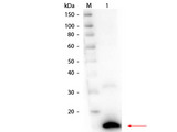 Ribonuclease A / RNASE1 Antibody - Western Blot of rabbit anti-Ribonuclease A (Bovine Pancreas) Antibody. Lane 1: Ribonuclease A (Bovine Pancreas). Load: 50 ng per lane. Primary antibody: Ribonuclease A (Bovine Pancreas) Antibody at 1:1,000 overnight at 4°C. Secondary antibody: HRP rabbit secondary antibody at 1:40,000 for 30 min at RT. Block: MB-070 for 30 min at RT. Predicted/Observed size: 16.5 kDa, 16.5 kDa for Ribonuclease A.