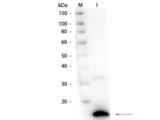 Ribonuclease A / RNASE1 Antibody - Western Blot of Rabbit anti-Ribonuclease A (Bovine Pancreas) Antibody. Lane 1: Ribonuclease A (Bovine Pancreas). Load: 50 ng per lane. Primary antibody: Ribonuclease A (Bovine Pancreas) Antibody at 1:1,000 overnight at 4°C. Secondary antibody: HRP rabbit secondary antibody at 1:40,000 for 30 min at RT.
