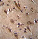 RIC3 Antibody - RIC3 Antibody immunohistochemistry of formalin-fixed and paraffin-embedded human brain tissue followed by peroxidase-conjugated secondary antibody and DAB staining.