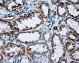 RIC8A Antibody - IHC of paraffin-embedded Kidney tissue using anti-RIC8A mouse monoclonal antibody. (Dilution 1:50).