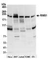RIMS1 / RIM Antibody - Detection of human and mouse RIMS1 by western blot. Samples: Whole cell lysate (50 µg) from HeLa, HEK293T, Jurkat, mouse TCMK-1, and mouse NIH 3T3 cells prepared using NETN lysis buffer. Antibody: Affinity purified rabbit anti-RIMS1 antibody used for WB at 0.1 µg/ml. Detection: Chemiluminescence with an exposure time of 3 minutes.