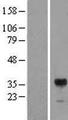 RIMS3 Protein - Western validation with an anti-DDK antibody * L: Control HEK293 lysate R: Over-expression lysate