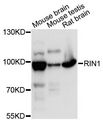 RIN1 Antibody - Western blot analysis of extracts of various cell lines, using RIN1 antibody at 1:3000 dilution. The secondary antibody used was an HRP Goat Anti-Rabbit IgG (H+L) at 1:10000 dilution. Lysates were loaded 25ug per lane and 3% nonfat dry milk in TBST was used for blocking. An ECL Kit was used for detection and the exposure time was 1s.