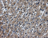 RIP1 / RALBP1 Antibody - IHC of paraffin-embedded liver tissue using anti-RALBP1 mouse monoclonal antibody. (Dilution 1:50).