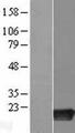 RIPPLY2 Protein - Western validation with an anti-DDK antibody * L: Control HEK293 lysate R: Over-expression lysate