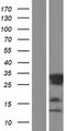 RITA1 / C12orf52 Protein - Western validation with an anti-DDK antibody * L: Control HEK293 lysate R: Over-expression lysate