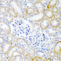 RLN2 / Relaxin 2 Antibody - Immunohistochemistry of paraffin-embedded rat kidney tissue.