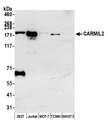 RLTPR Antibody - Detection of human and mouse CARMIL2 by western blot. Samples: Whole cell lysate (50 µg) from HEK293T, Jurkat, MCF-7, mouse TCMK-1, and mouse NIH 3T3 cells prepared using NETN lysis buffer. Antibody: Affinity purified rabbit anti-CARMIL2 antibody used for WB at 1:1000. Detection: Chemiluminescence with an exposure time of 3 minutes.