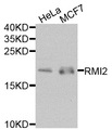 RMI2 / C16orf75 Antibody - Western blot analysis of extracts of various cells.