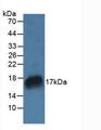 RNASE7 Antibody - Western Blot; Sample: Rat Marrow Tissue.