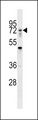 RNF112 / ZNF179 Antibody - RNF112 Antibody western blot of 293 cell line lysates (35 ug/lane). The RNF112 antibody detected the RNF112 protein (arrow).