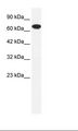 RNF112 / ZNF179 Antibody - HepG2 Cell Lysate.  This image was taken for the unconjugated form of this product. Other forms have not been tested.