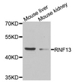 RNF13 Antibody - Western blot analysis of mouse tissue extracts.