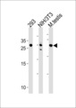 RNF166 Antibody - RNF166 Antibody western blot of 293,mouse NIH/3T3 cell line and testis tissue lysates (35 ug/lane). The RNF166 antibody detected the RNF166 protein (arrow).