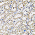 RNF166 Antibody - Immunohistochemistry of paraffin-embedded rat kidney tissue.