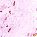 RNF166 Antibody