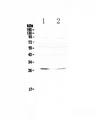 RNF186 Antibody - Western blot - Anti-RNF186 Picoband antibody