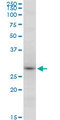 RNF2 / RING2 / RING1B Antibody - RNF2 monoclonal antibody (M14), clone 2B4. Western blot of RNF2 expression in Raw 264.7.
