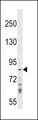 RNF219 Antibody - RNF219 Antibody western blot of 293 cell line lysates (35 ug/lane). The RNF219 antibody detected the RNF219 protein (arrow).
