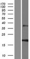 RNF224 Protein - Western validation with an anti-DDK antibody * L: Control HEK293 lysate R: Over-expression lysate