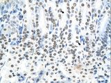 RNF6 Antibody - Mouse Intestine.  This image was taken for the unconjugated form of this product. Other forms have not been tested.