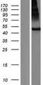 RNFT2 / TMEM118 Protein - Western validation with an anti-DDK antibody * L: Control HEK293 lysate R: Over-expression lysate