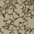 RNGTT / HCAP Antibody - Immunohistochemistry of paraffin-embedded Mouse lung tissue.