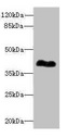 ROM1 Antibody - Western blot All Lanes: ROM1antibody at 0.98ug/ml+ Mouse oc ular tissue Goat polyclonal to rabbit at 1/10000 dilution Predicted band size: 37 kDa Observed band size: 37 kDa