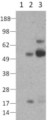RORC / ROR Gamma Antibody - Lysates prepared from 293 cells (lane 1) and 293 cells transfected with mouse RORgamma cDNA (lane 2) or human RORgamma cDNA (lane 3) under reducing conditions with DTT were resolved by SDS-PAGE then immunoblotted with 4 ug/ml of anti-RORgamma antibody. Bands were visualized using HRP-conjugated anti-mouse IgG.