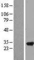RPAIN Protein - Western validation with an anti-DDK antibody * L: Control HEK293 lysate R: Over-expression lysate
