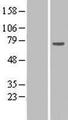 RPAP2 Protein - Western validation with an anti-DDK antibody * L: Control HEK293 lysate R: Over-expression lysate