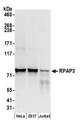RPAP3 / FLJ21908 Antibody - Detection of human RPAP3 by western blot. Samples: Whole cell lysate (50 µg) from HeLa, HEK293T, and Jurkat cells prepared using NETN lysis buffer. Antibody: Affinity purified rabbit anti-RPAP3 antibody used for WB at 0.1 µg/ml. Detection: Chemiluminescence with an exposure time of 30 seconds.