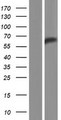 RPAP3 / FLJ21908 Protein - Western validation with an anti-DDK antibody * L: Control HEK293 lysate R: Over-expression lysate