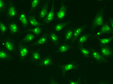 RPB16 / POLR2D Antibody - Immunofluorescence analysis of A549 cells.